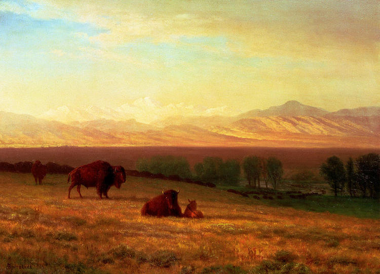 Albert Bierstadt Oil Painting Buffalo on the Plains